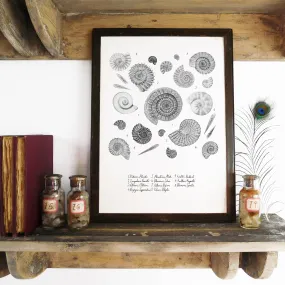 Ammonoidea Ammonite Art Print