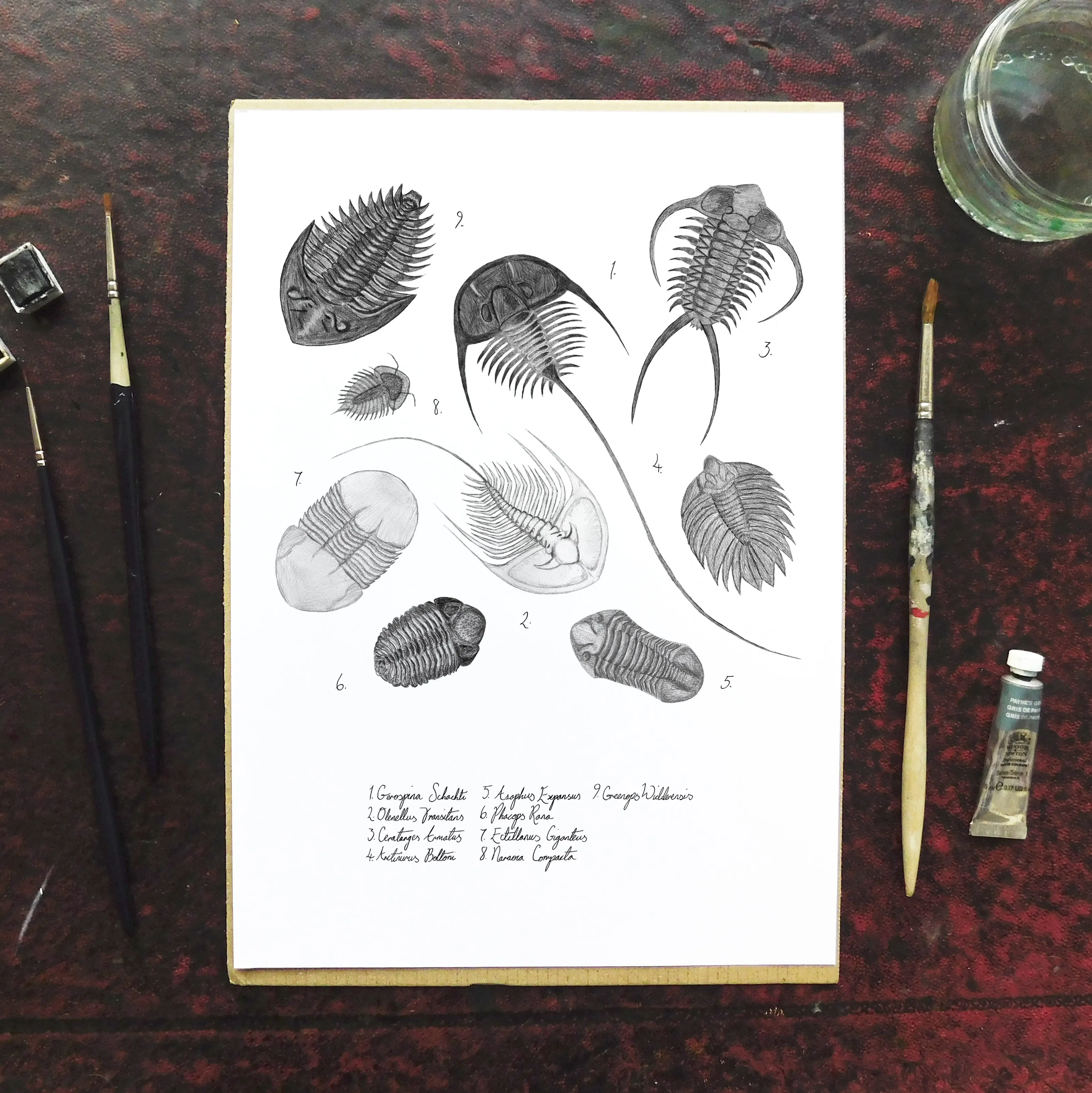 Ammonoidea Trilobite Art Print