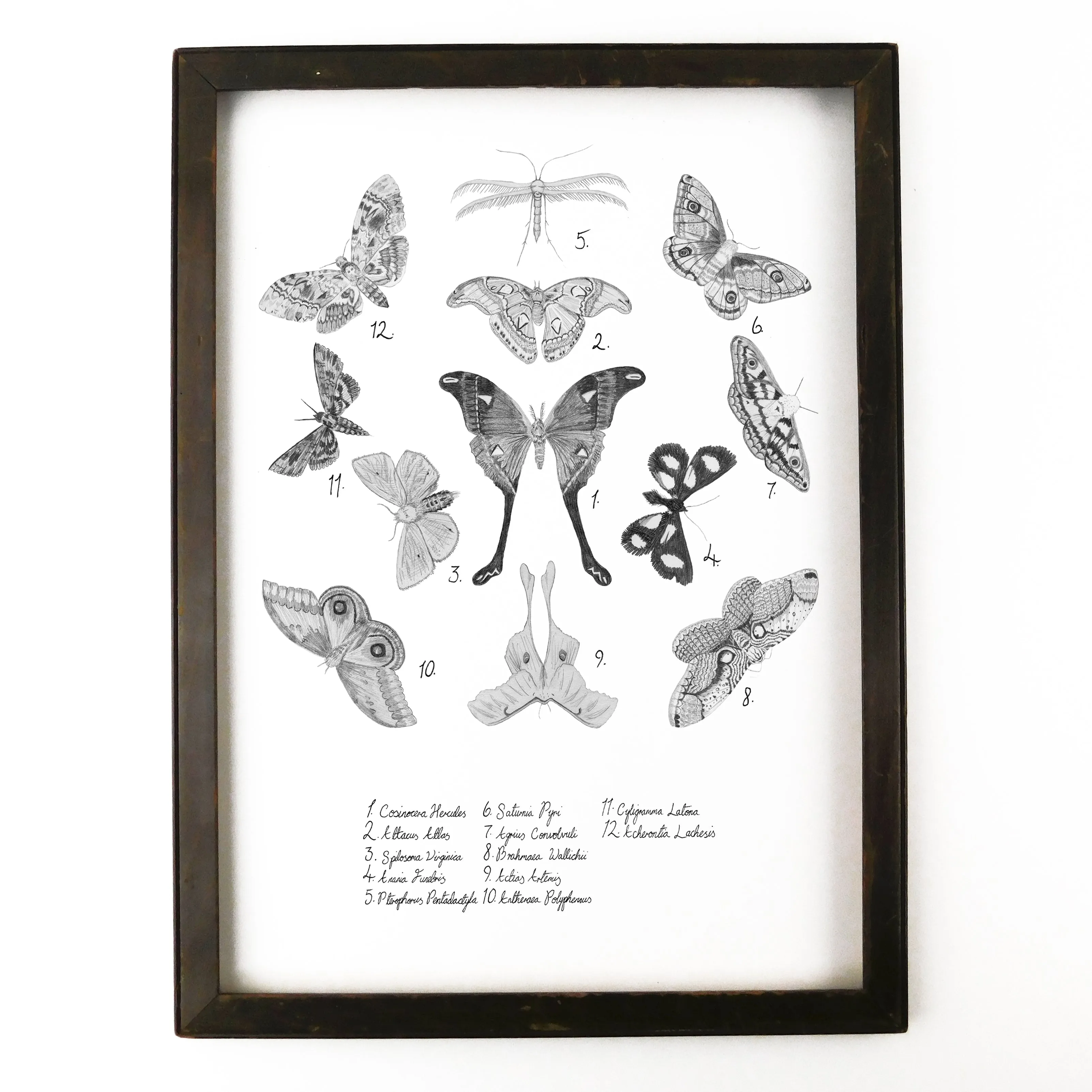 Archaeolepis Moth Art Print