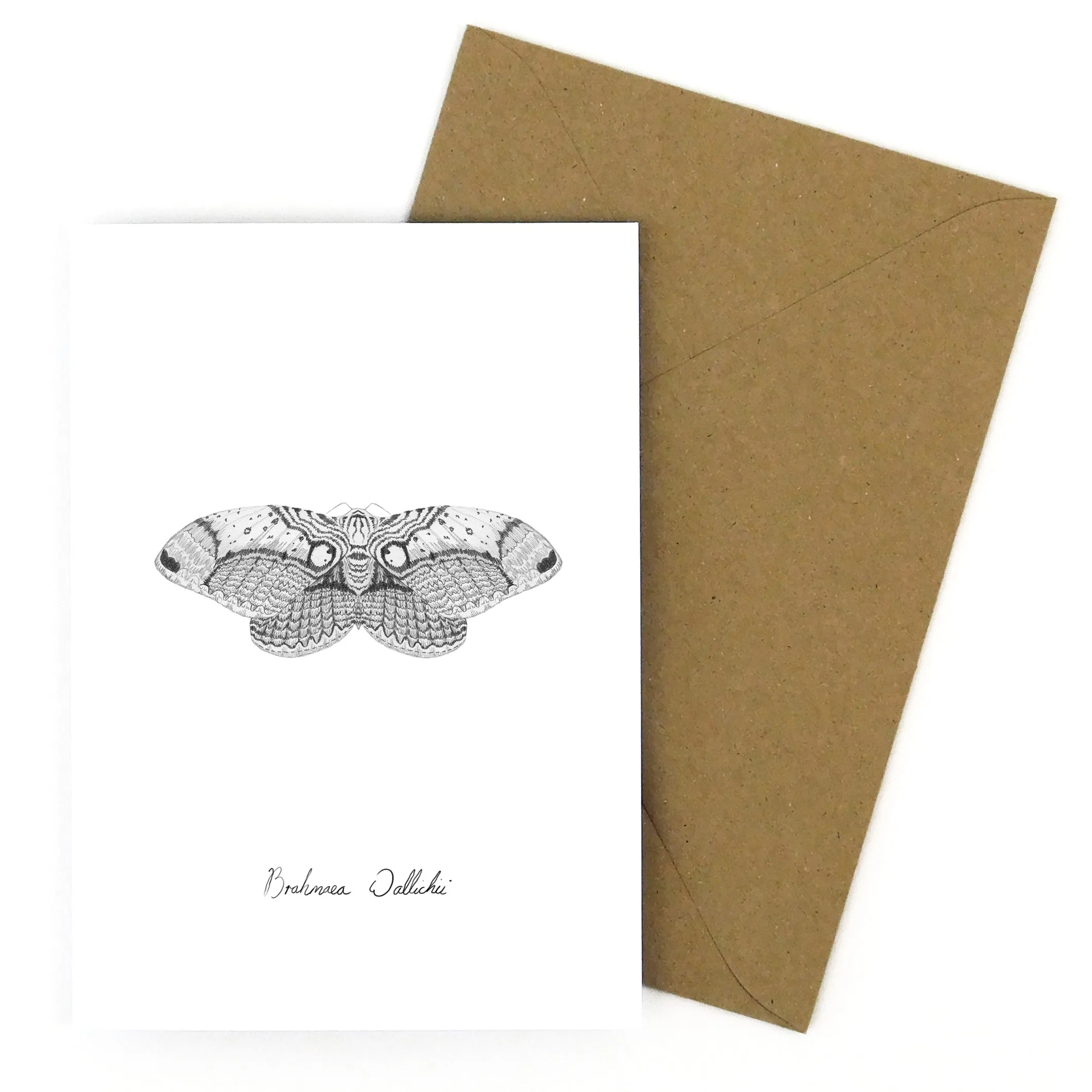 Archaeolepis Owl Moth Greetings Card