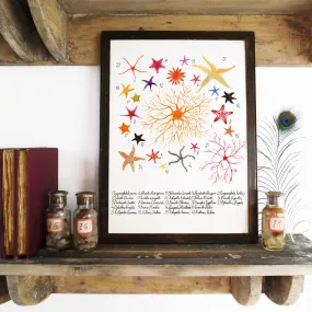 Asterozoa Starfish Art Print