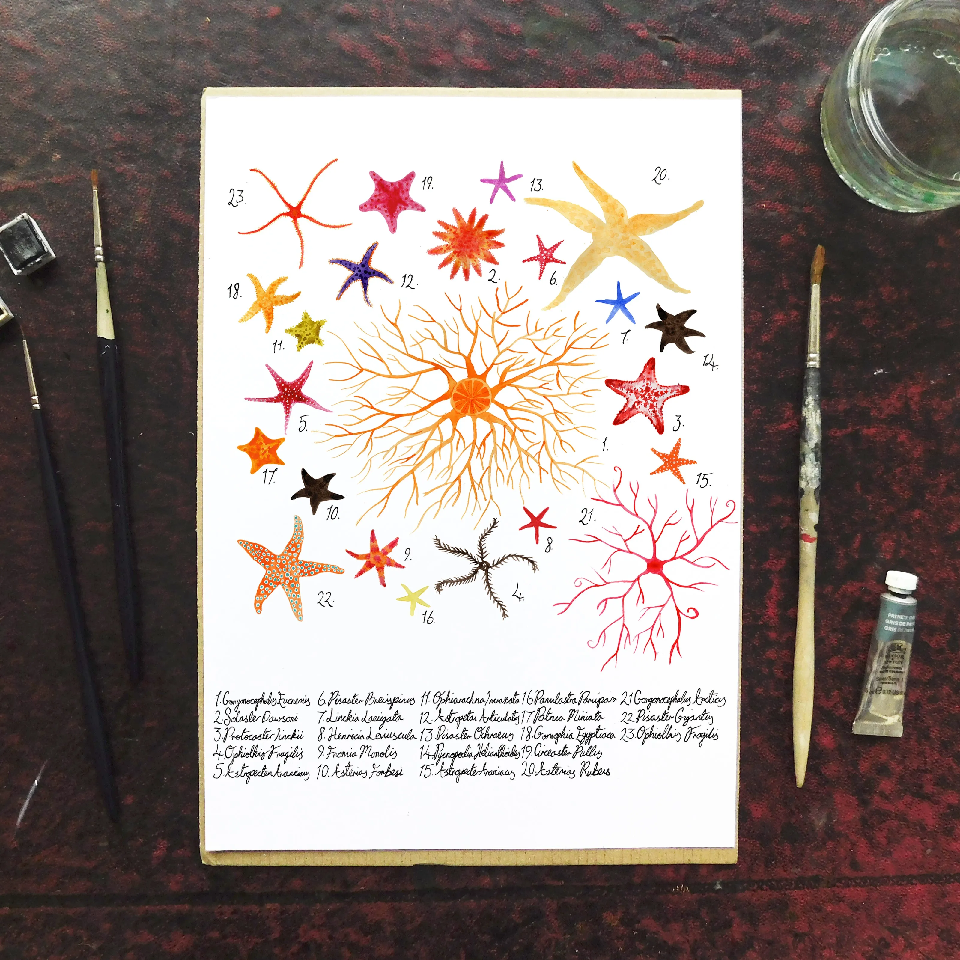 Asterozoa Starfish Art Print