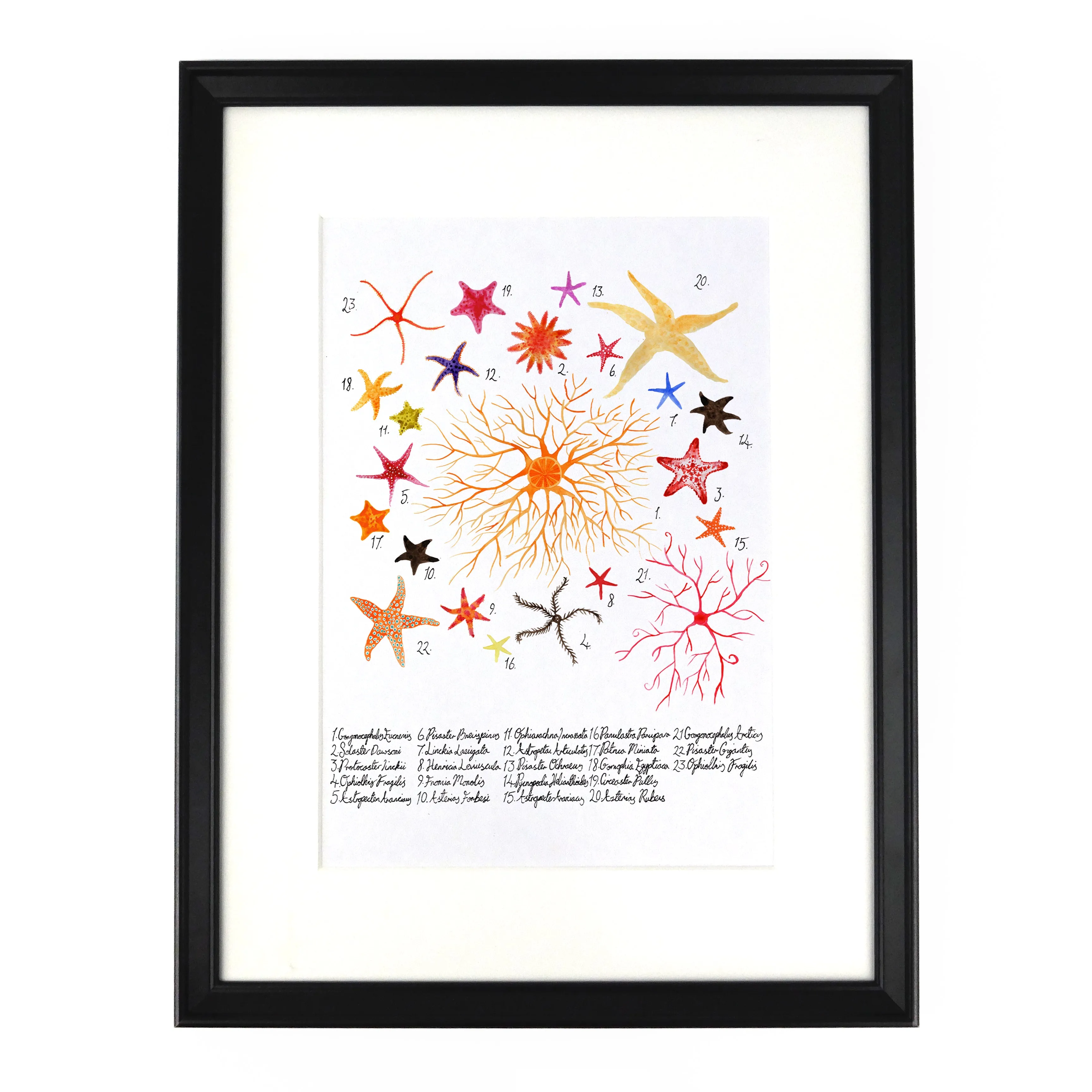 Asterozoa Starfish Art Print