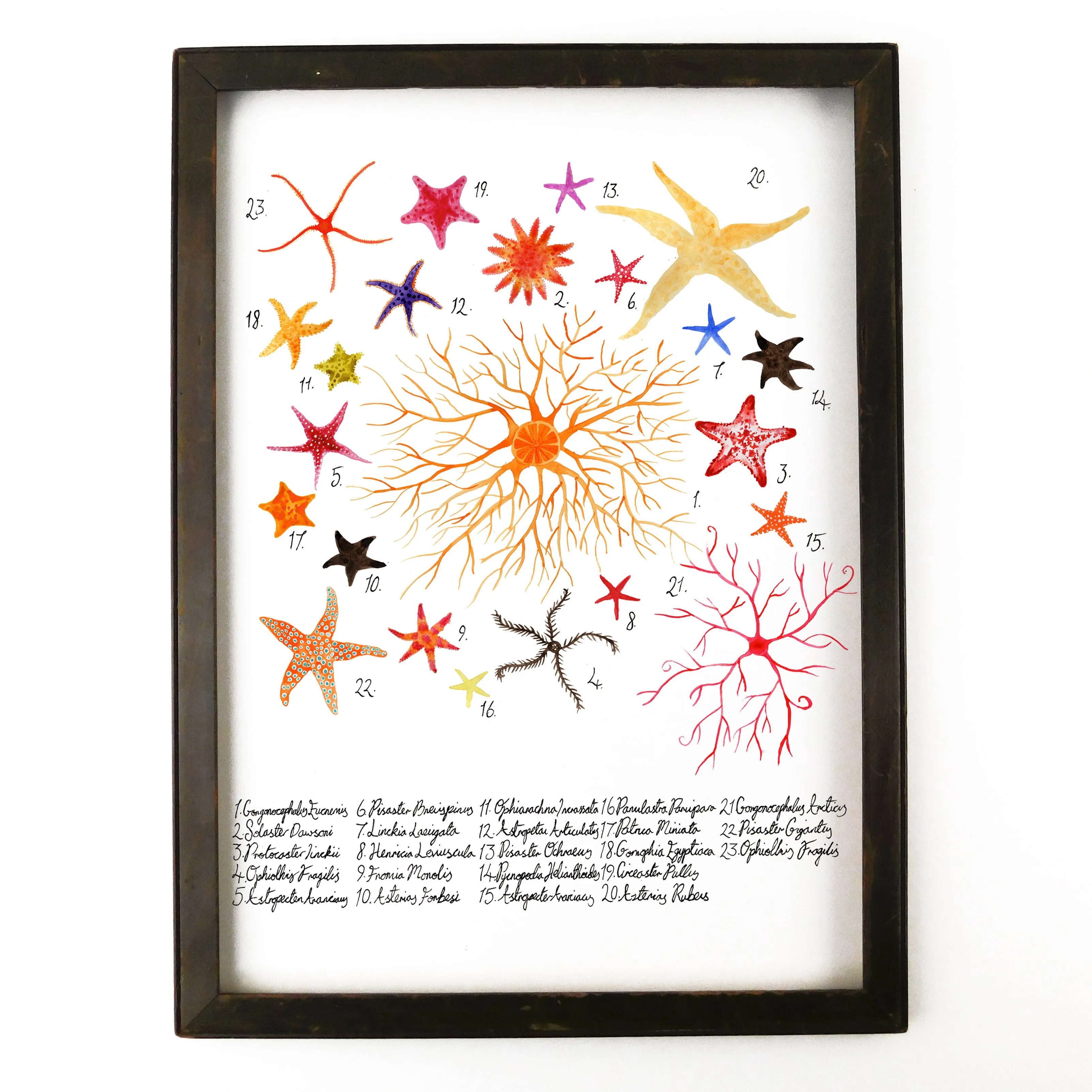 Asterozoa Starfish Art Print