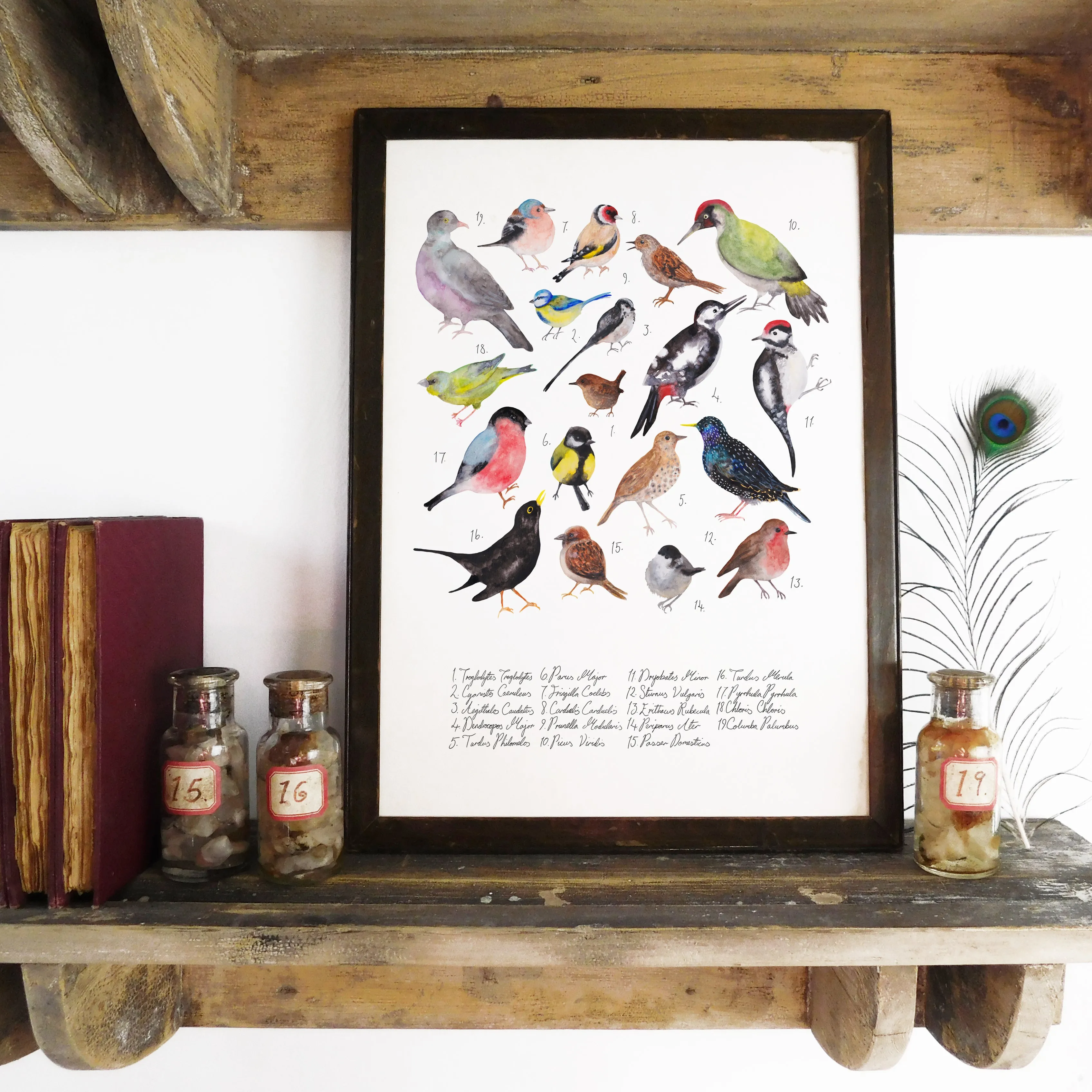 Aves British Garden Birds Art Print