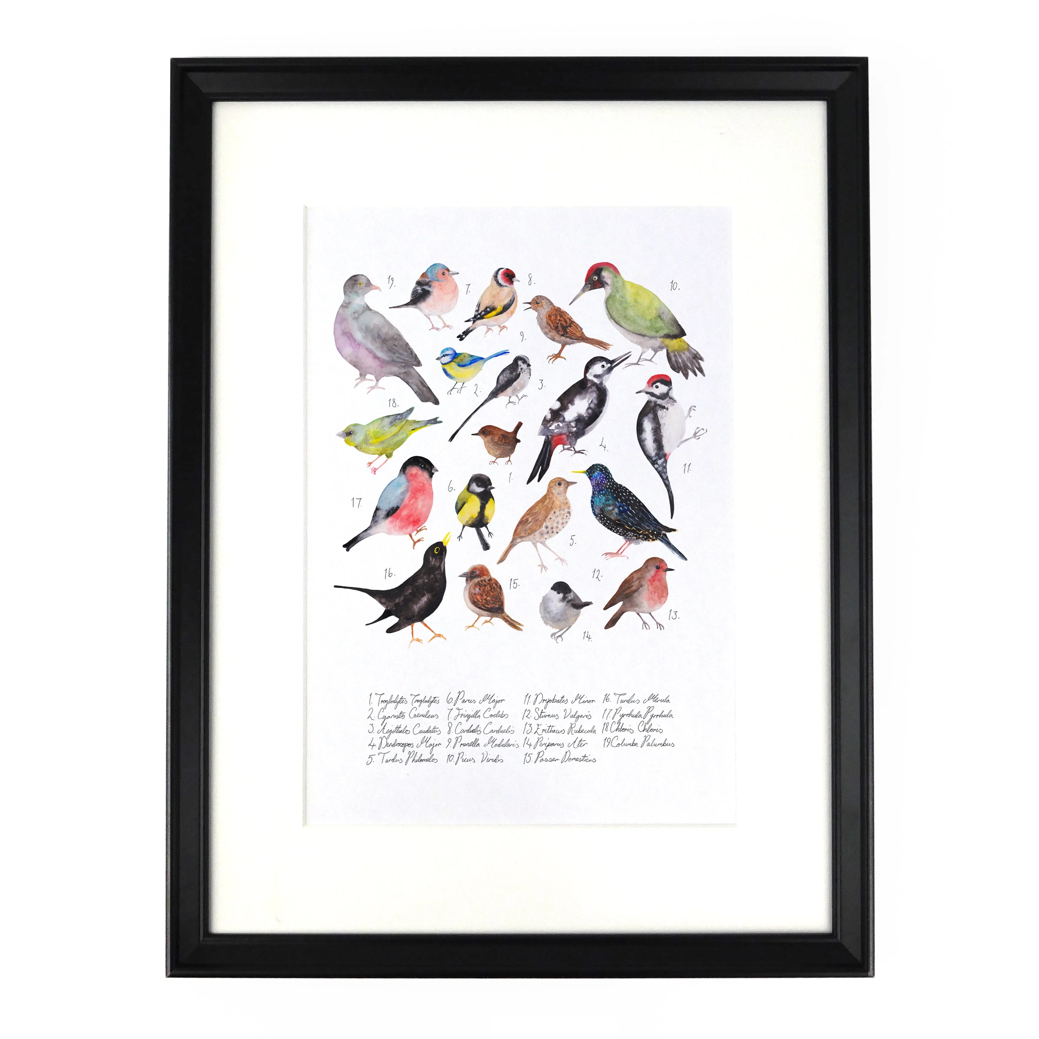 Aves British Garden Birds Art Print