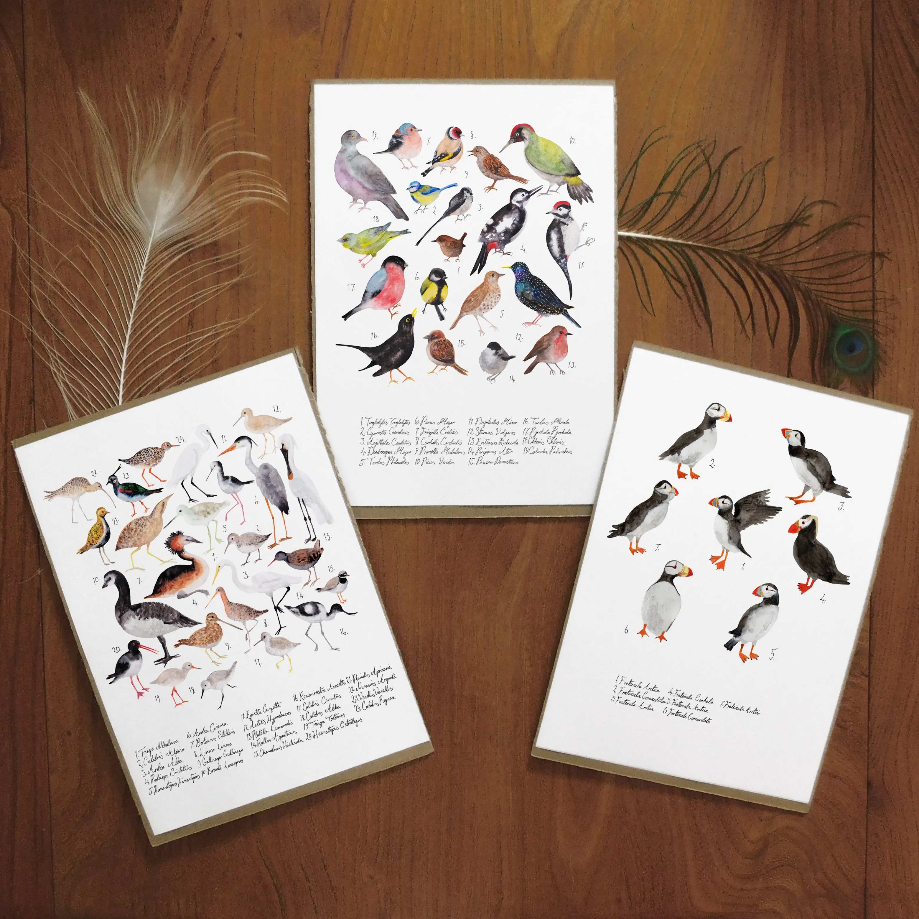 British Birds Set of 3 Art Prints