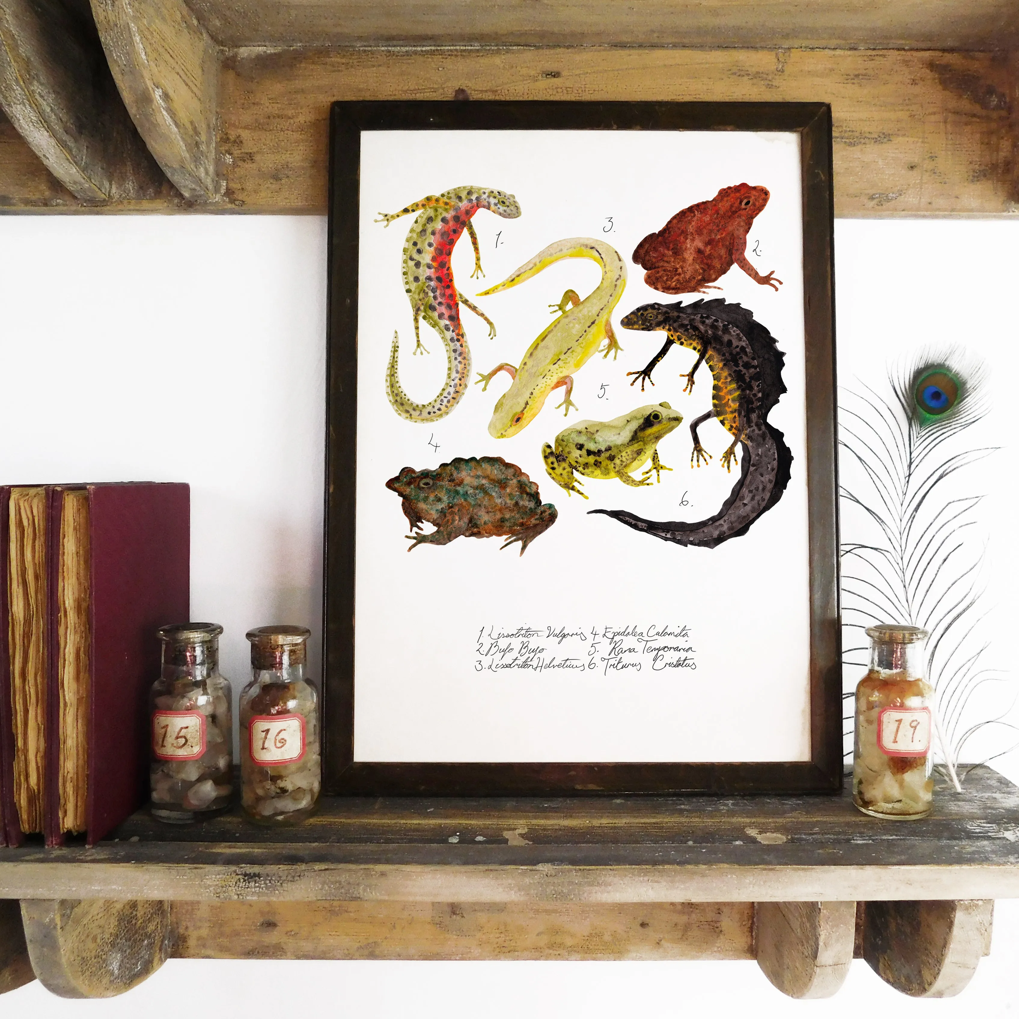 British Vertebrates Set of 3 Art Prints