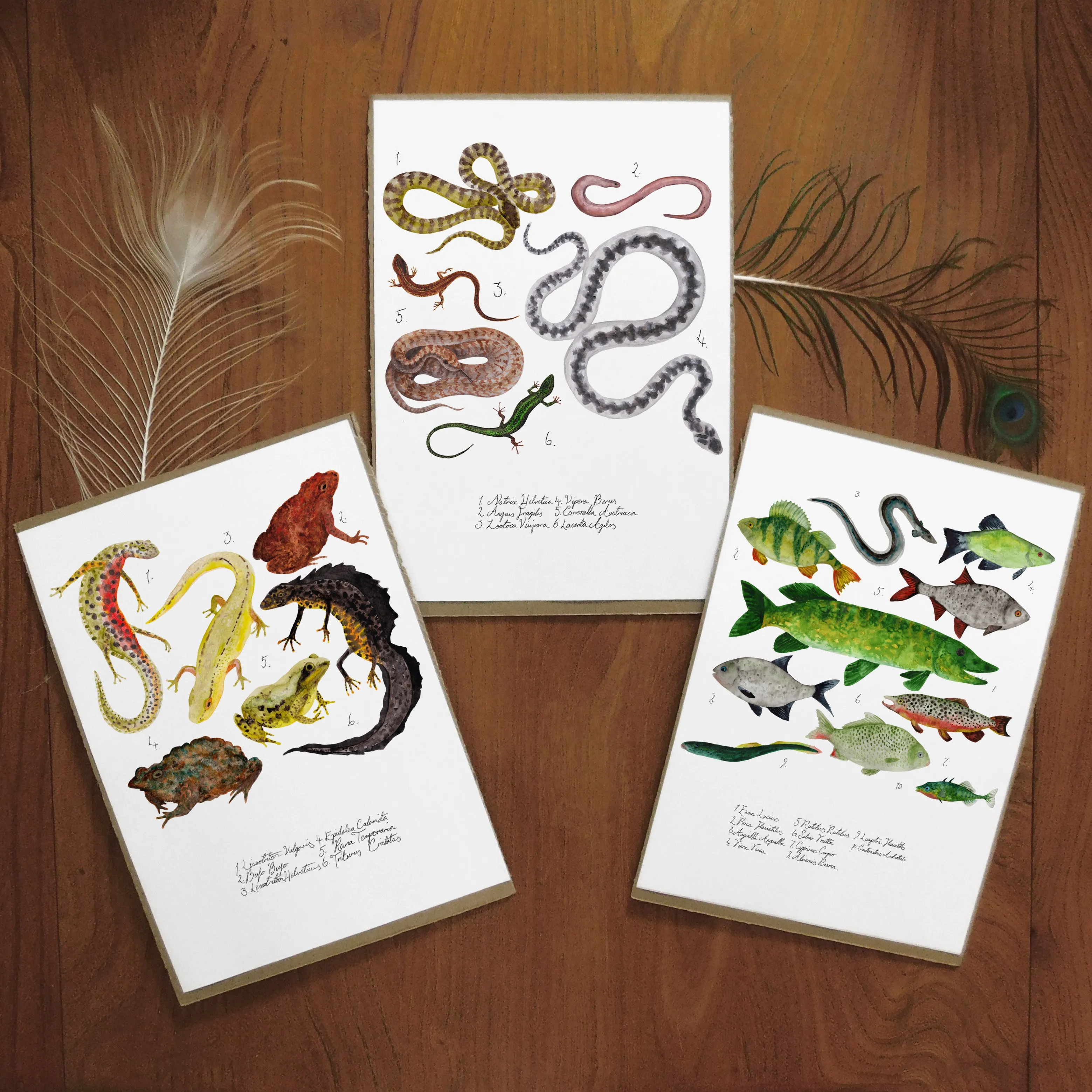 British Vertebrates Set of 3 Art Prints