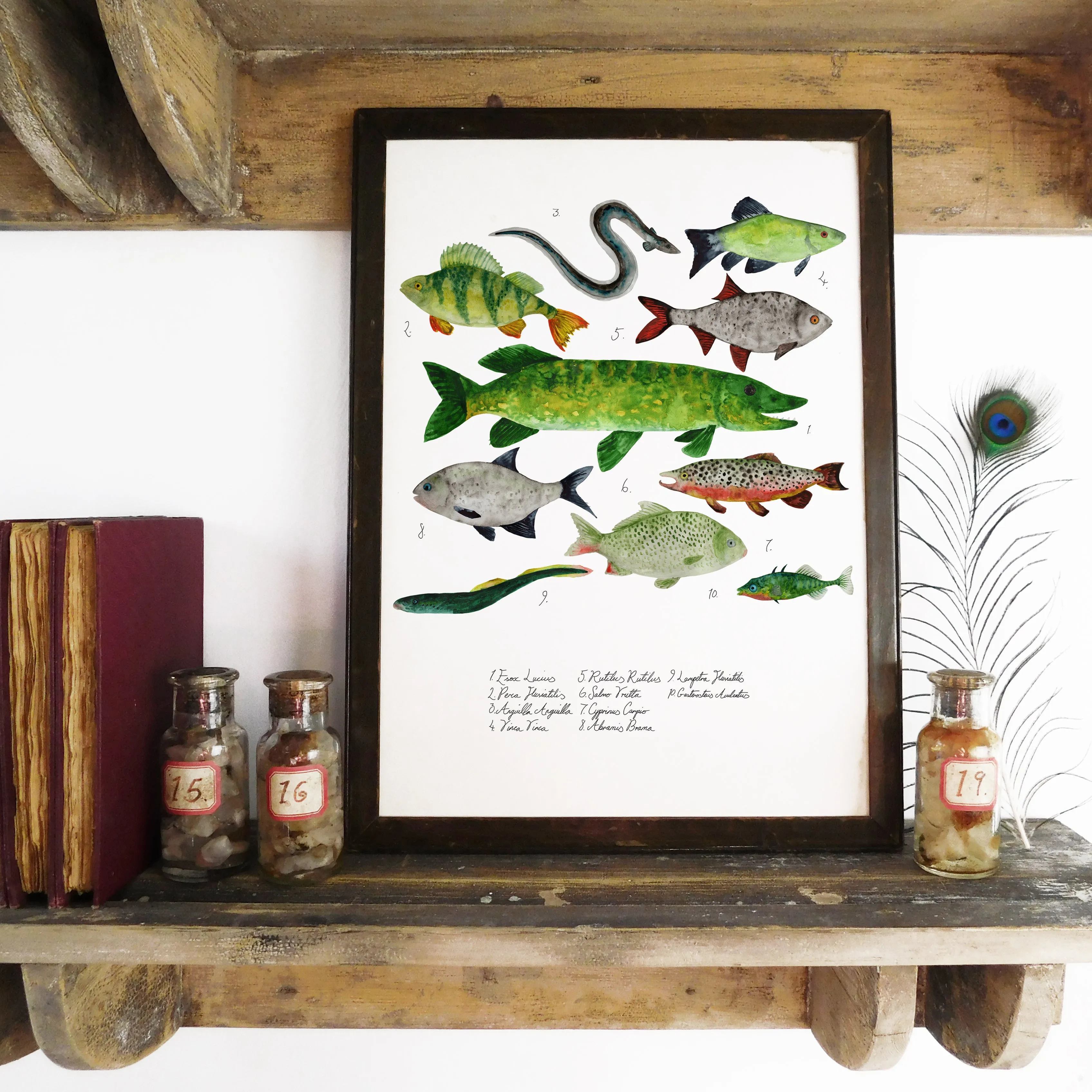 British Vertebrates Set of 3 Art Prints