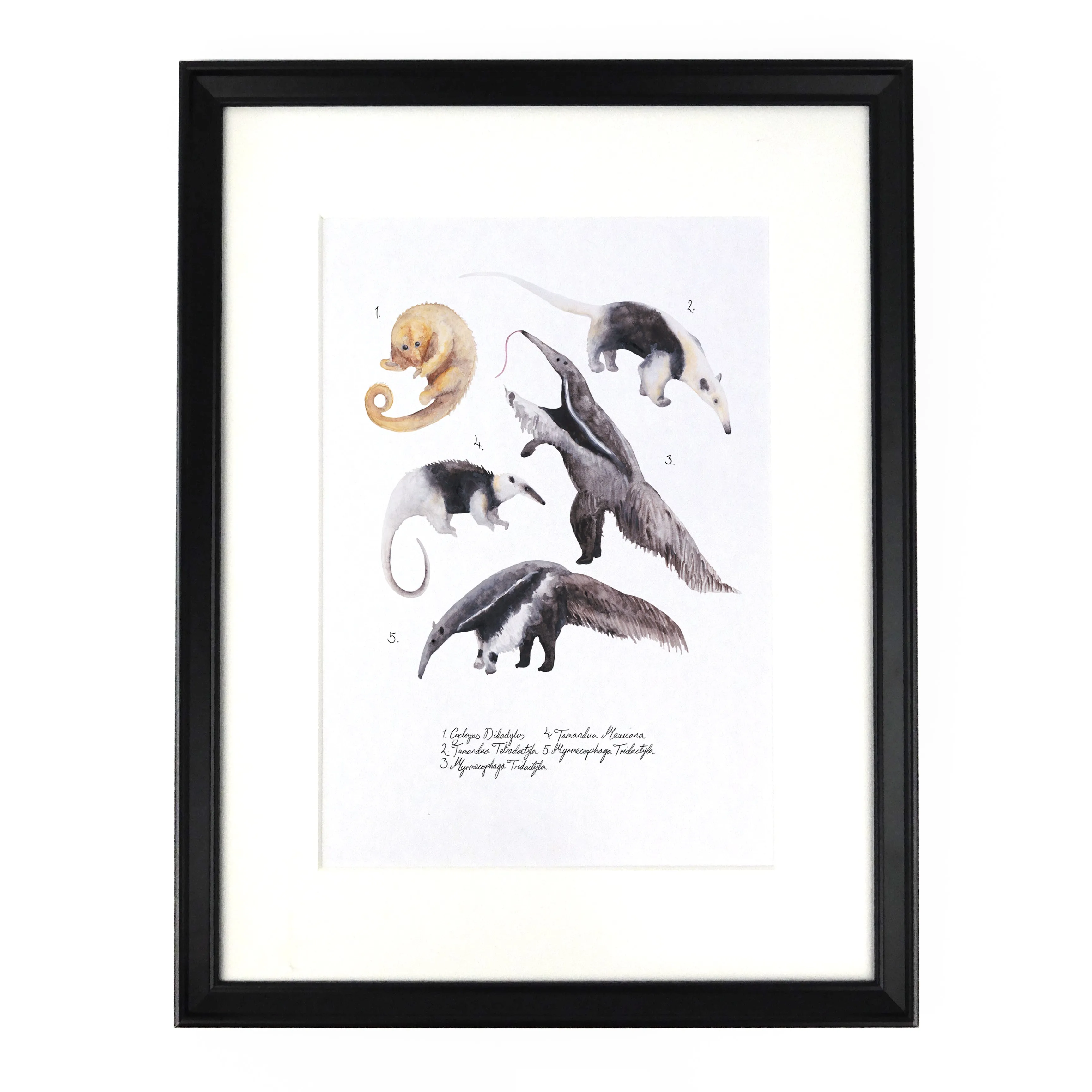 Colony of Anteaters Art Print