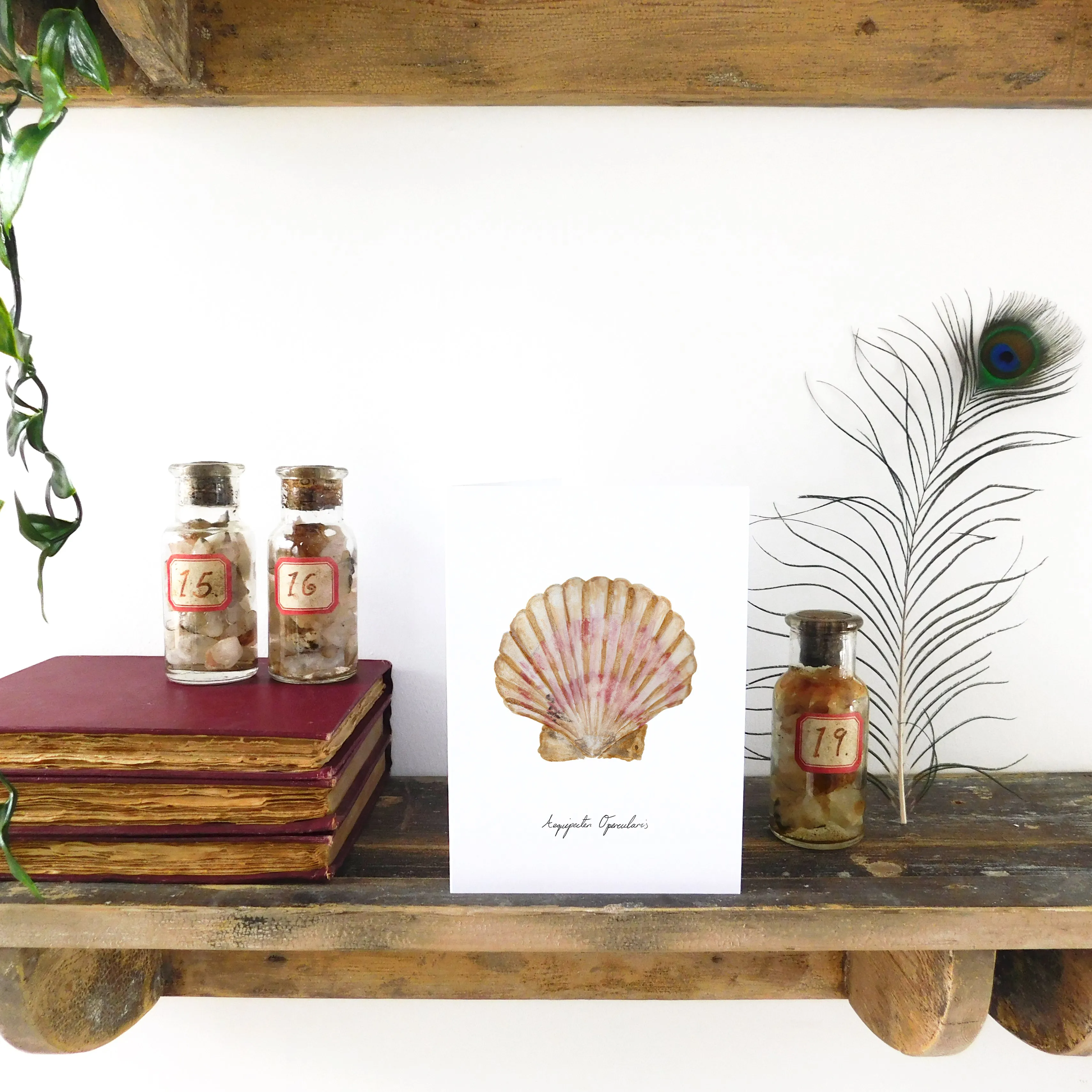 Conchae Scallop Shell Greetings Card