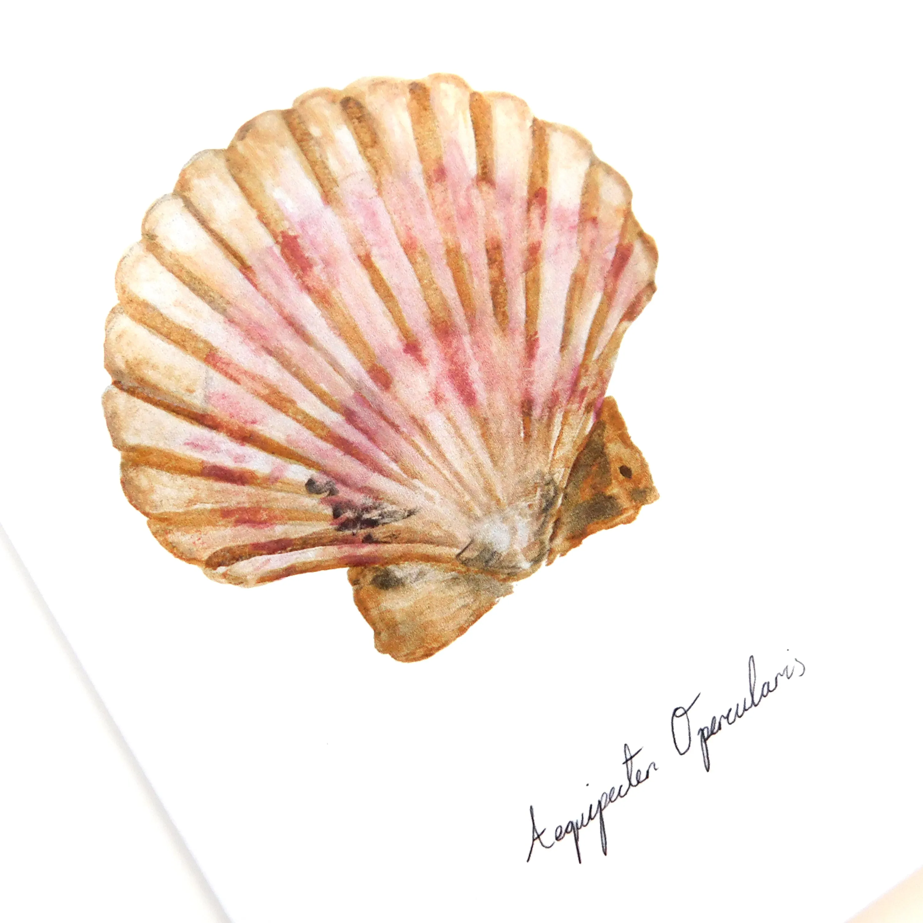 Conchae Scallop Shell Greetings Card