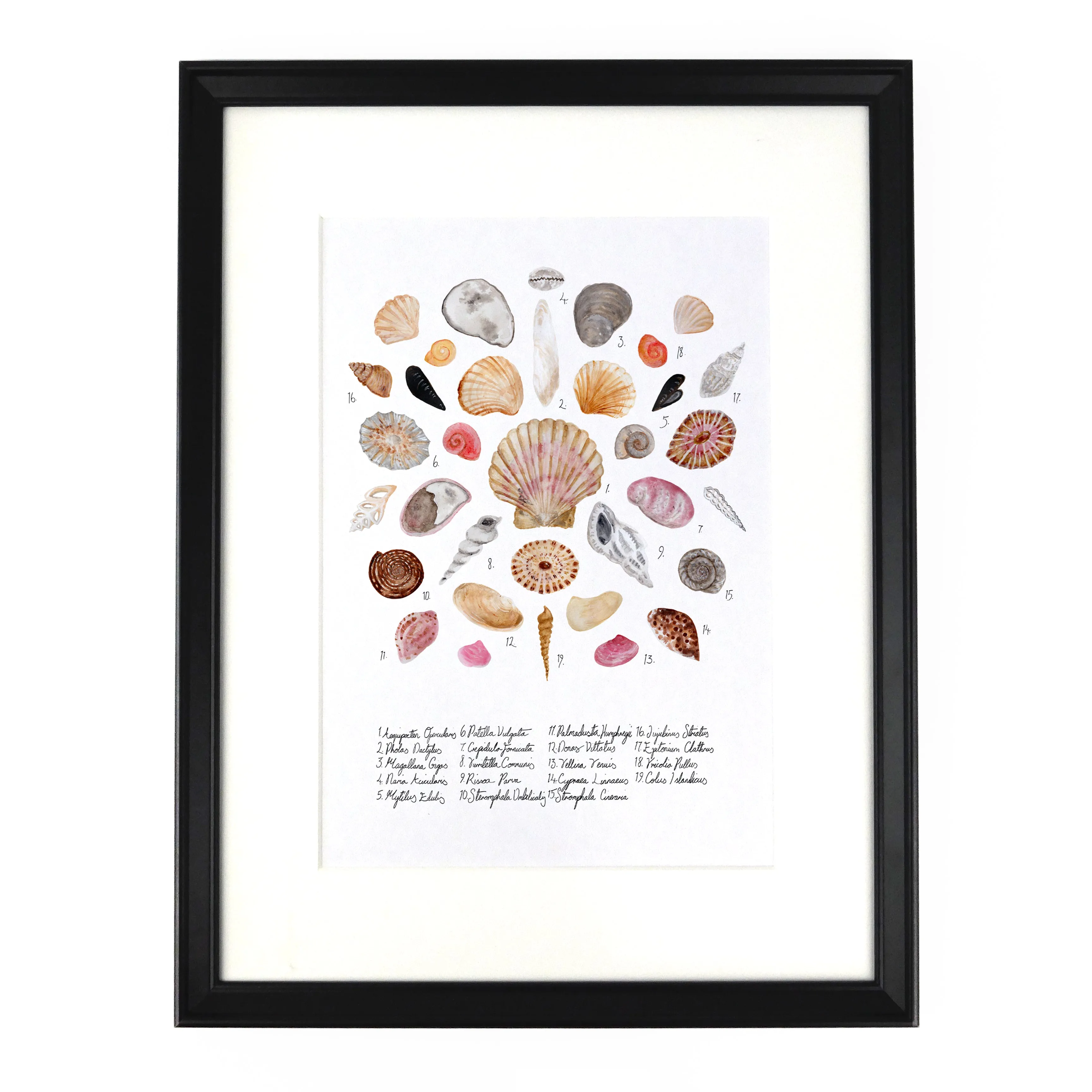 Conchae Sea Shell Art Print