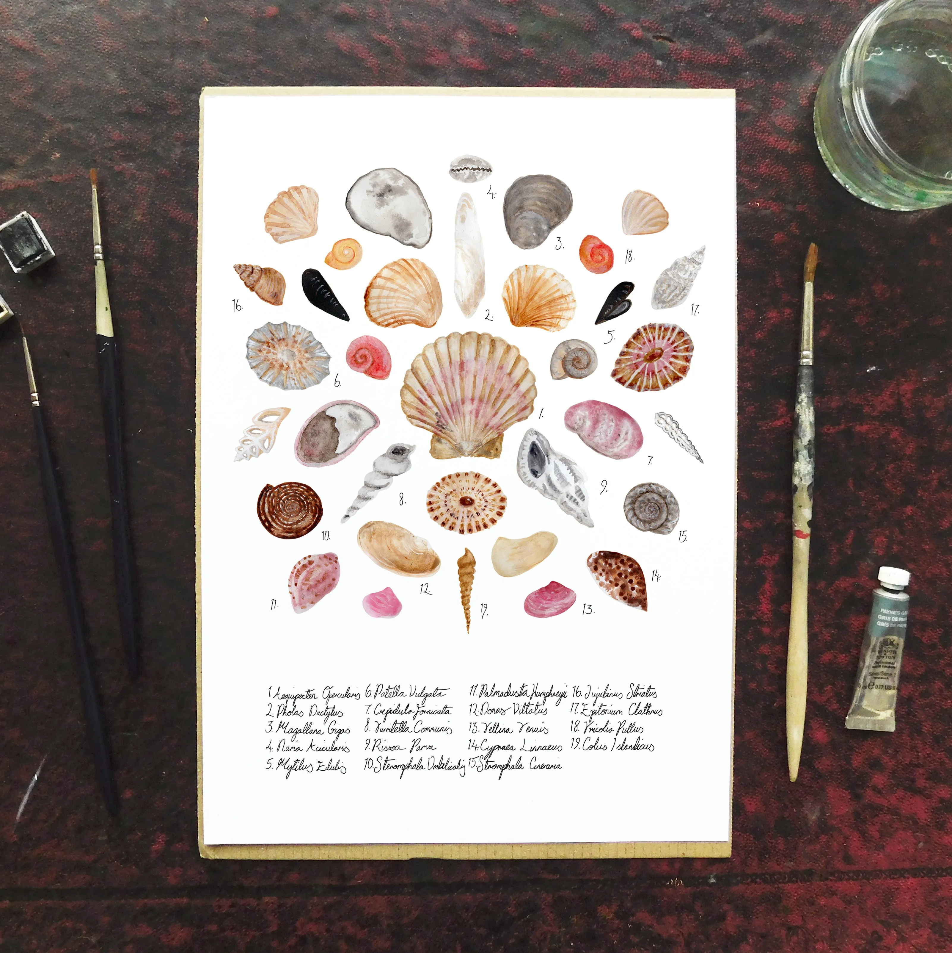 Conchae Sea Shell Art Print