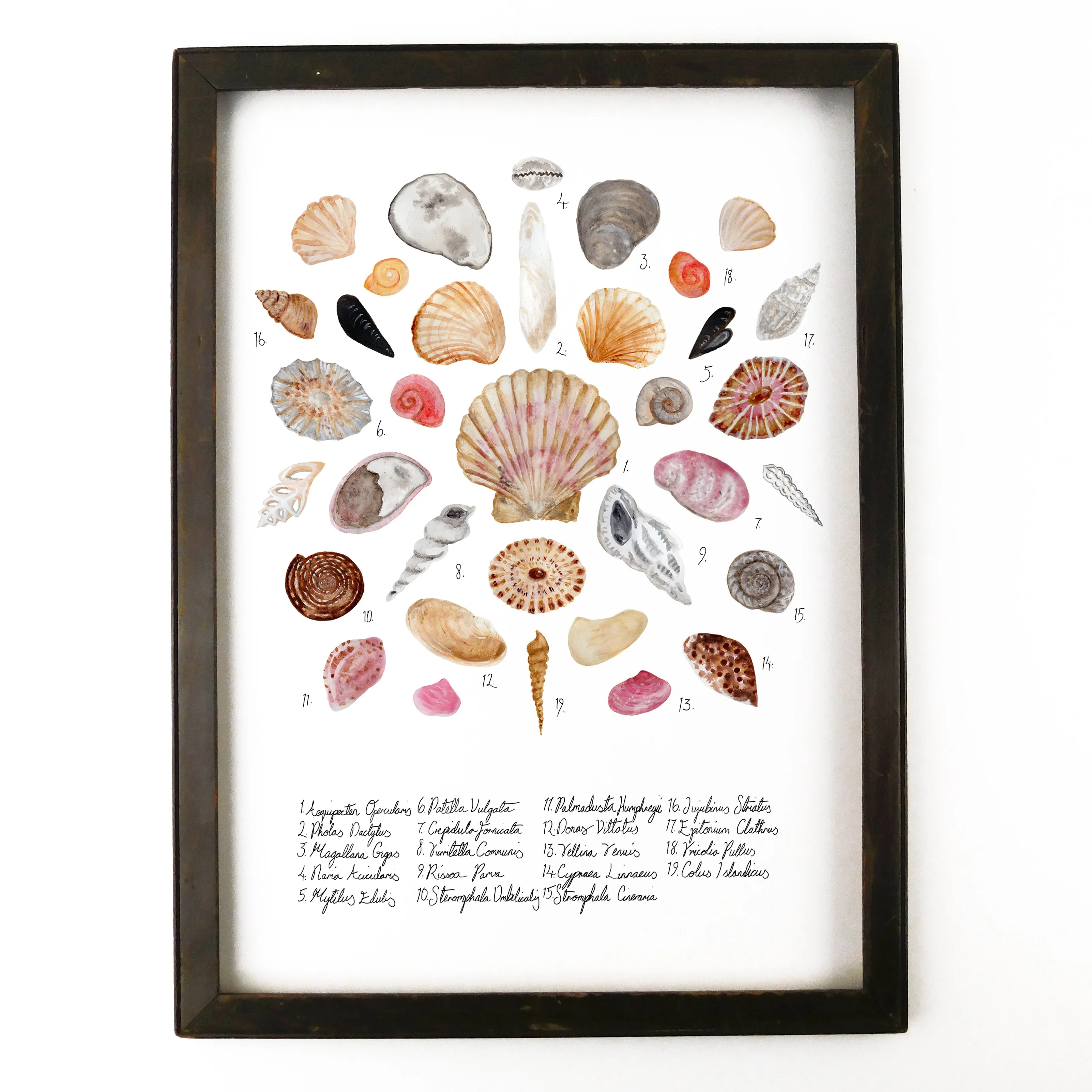 Conchae Sea Shell Art Print