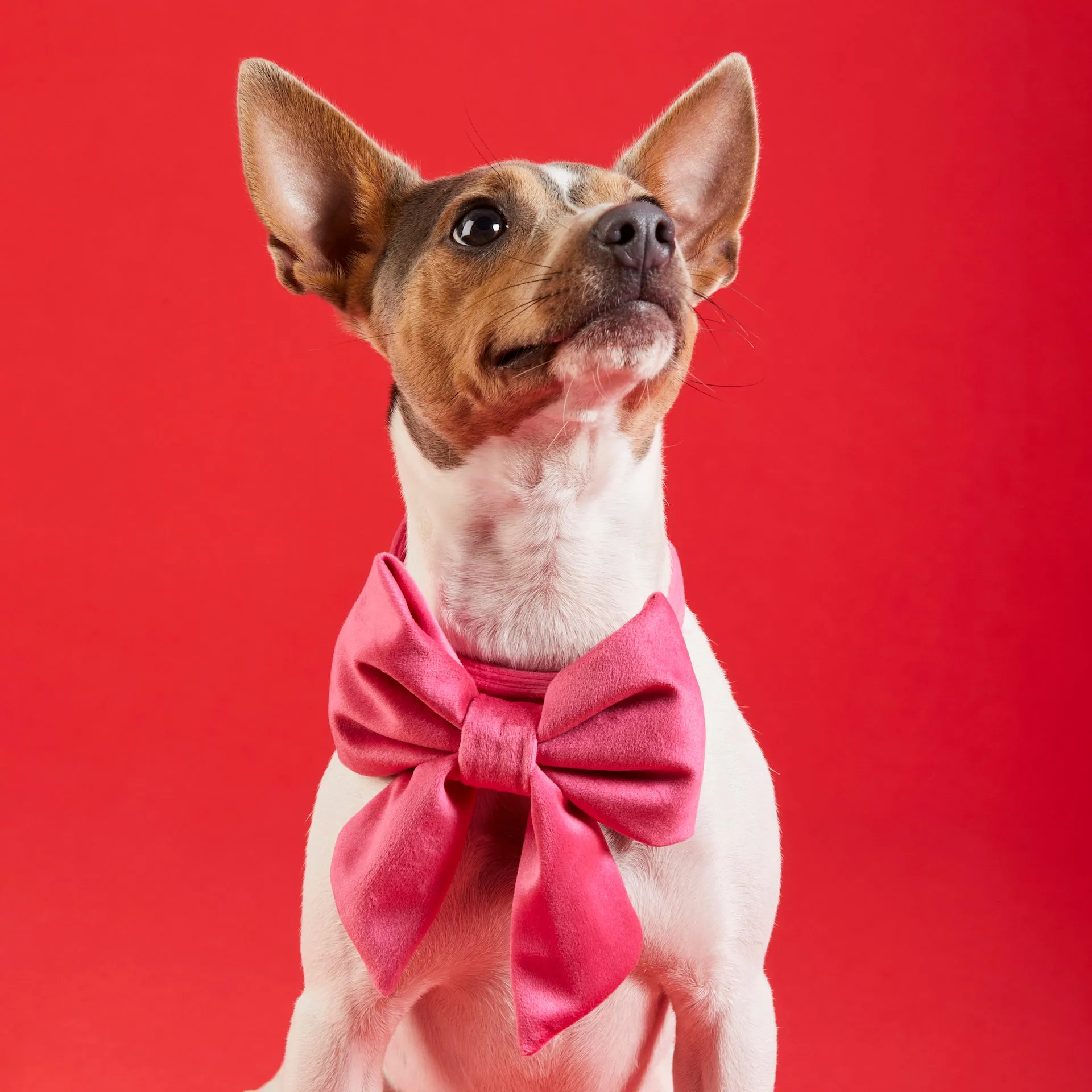 Hot Pink Velvet Lady Bow Collar