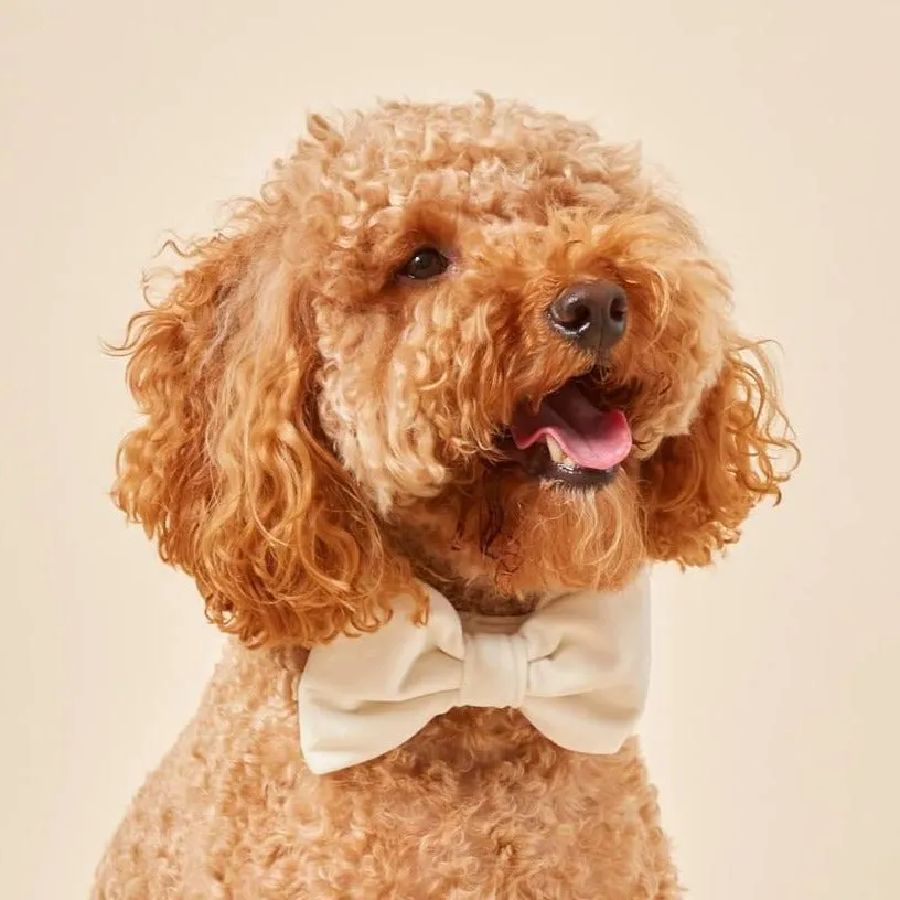 Ivory Velvet Dog Bow Tie