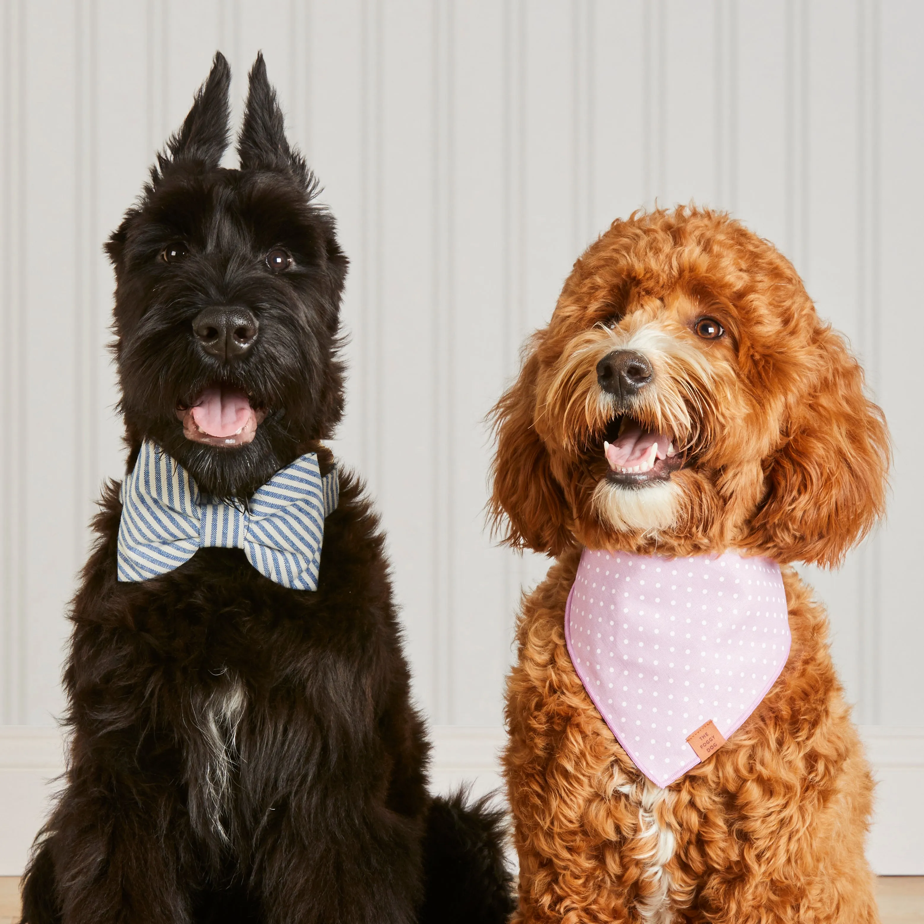 Lake Blue Stripe Bow Tie Collar